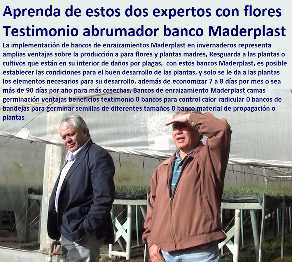 Bancos de enraizamiento Maderplast camas germinación ventajas beneficios textimonio 0 bancos para control calor radicular 0 HIDROPONÍA, AGRICULTURA, COSECHA, POSCOSECHA, Tutores para Flores cable vía Bananas Aromáticas, Cultivos Tecnificados, Invernaderos, Semilleros, Bancos De Siembra, bancos de bandejas para germinar semillas de diferentes tamaños 0 banco material de propagación o plantas Bancos de enraizamiento Maderplast camas germinación ventajas beneficios textimonio 0 bancos para control calor radicular 0 bancos de bandejas para germinar semillas de diferentes tamaños 0 banco material de propagación o plantas